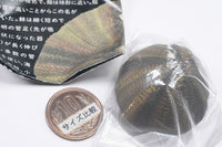 Nature Techni Colour MONO PLUS Sea Urchin Shell Magnet Collection [5.Mespilia levituberculatus]