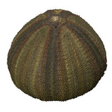 Nature Techni Colour MONO PLUS Sea Urchin Shell Magnet Collection [5.Mespilia levituberculatus]