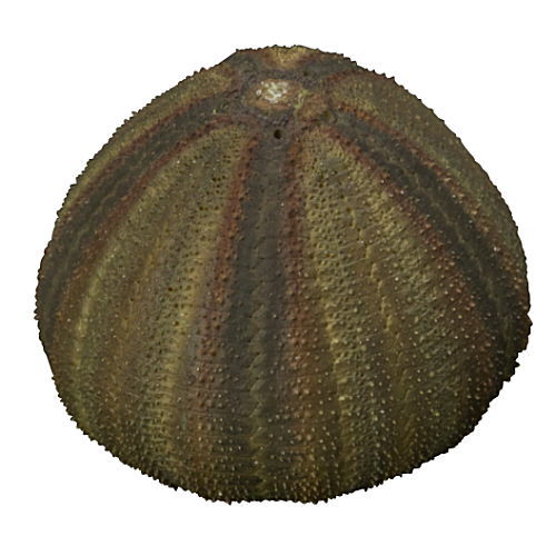 Nature Techni Colour MONO PLUS Sea Urchin Shell Magnet Collection [5.Mespilia levituberculatus]