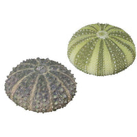 Nature Techni Colour MONO PLUS Sea Urchin Shell Magnet Collection [6.Hemicentrotus pulcherrimus & Heliocidaris crassispina(Small)]