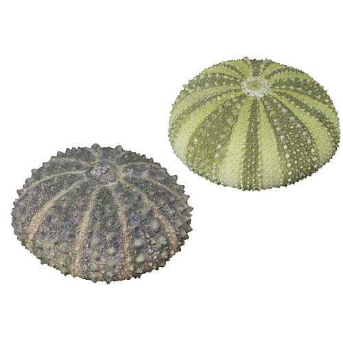 Nature Techni Colour MONO PLUS Sea Urchin Shell Magnet Collection [6.Hemicentrotus pulcherrimus & Heliocidaris crassispina(Small)]