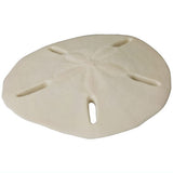 Nature Techni Colour MONO PLUS Sea Urchin Shell Magnet Collection [8.Astriclypeus mannii]