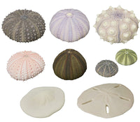 Nature Techni Colour MONO PLUS Sea Urchin Shell Magnet Collection [All 8 type set(Full Complete)]