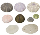 Nature Techni Colour MONO PLUS Sea Urchin Shell Magnet Collection [All 8 type set(Full Complete)]