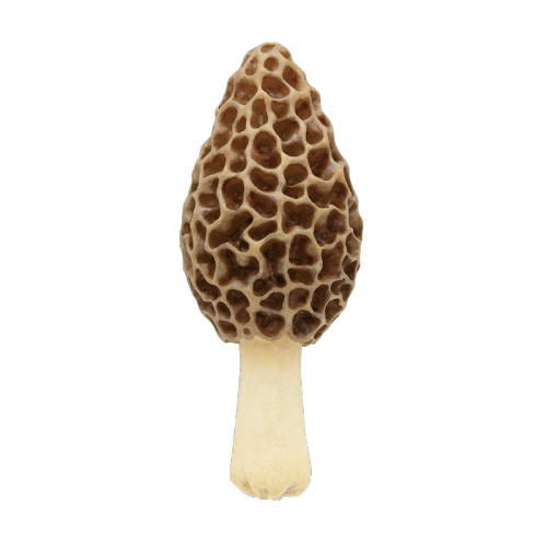 Nature Techni colour MONO PLUS Mushroom soft mascot [5.Amigasatake]