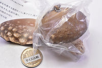Nature Techni colour MONO PLUS Mushroom soft mascot [8.Shiitake]