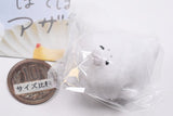 Potepote azarashisan [4.Potepote azarashisan]