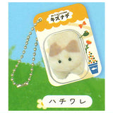 Iyashitekuretu Chiisanamikata Kizunade Packaged Charm (Cat) [2.Hachiware]