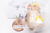 Chillasshaimase [5.Cinnamon]