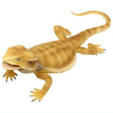 Lizard kingdom Frilled Lizard ga yattekita!! [4.Bearded Dragon]