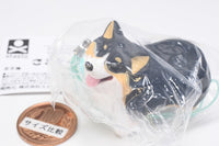 Animal Attraction Corgi sanpo [4.Sanpokarakaeritakunai Corgi (Black Tan)]