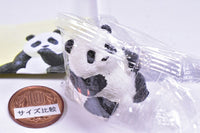 Futebute Panda [1.Mitamedaketanomoshinda]