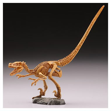 Capsule Q Dinosaurs The Cretaceous [5.Velociraptor Full Skeleton]