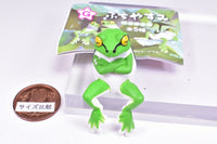 Fuchiyasumi Tree Frog [4.Udegumi]