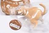Funbari-nu Part.2 [2.Golden Retriever]