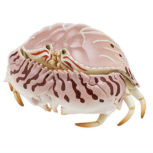 Nature Techni Color MONO PLUS Seaside creatures Magnet & Ball Chain Part.2 [4.Calappa lophos (Tabletop Figure)]