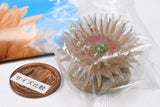 Nature Techni Color MONO PLUS Seaside creatures Magnet & Ball Chain Part.2 [6.Anthopleura fuscoviridis Carlgren (pink)]