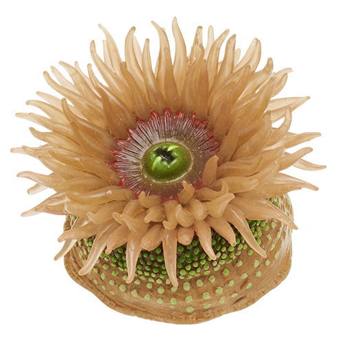 Nature Techni Color MONO PLUS Seaside creatures Magnet & Ball Chain Part.2 [6.Anthopleura fuscoviridis Carlgren (pink)]