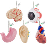 Science Technicolour Kanariyawarakai 3D Human Anatomy [All 5 type set(Full Complete)]