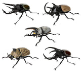 Beetle Gashapon 10 [All 5 type set(Full Complete)]