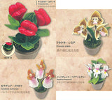 Kikaibou Omowazu mimagau fushigina hana-tachi [All 4 type set (Full Complete)]