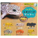 Chinmari Leopard Gecko [All 6 type set (Full Complete)]