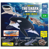 The Shark vs The Ultimate Predator [All 4 type set(Full Complete)]
