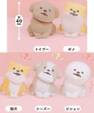 Jun no nanimo wakattenai-nu [All 5 type set(Full Complete)]