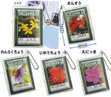 Japonica gakushucho Mame gakushucho [All 5 type set (Full Complete)]