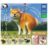 Funbari-nu Docodemo Funbari-nu [All 6 type set(Full Complete)]