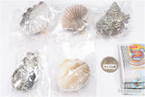 The Shell Mascot [All 5 type set(Full Complete]