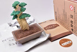 QUE SERA series MODERN ANCIENTS ART BONSAI [5.The Pine of Aphrodite]
