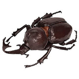 Konchu no Mori Sugoize! Beetle Daikenkyu! [4.Rhinoceros beetle (Brown)]