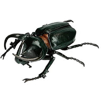 Konchu no Mori Sugoize! Beetle Daikenkyu! [7.Atlas beetle (Black)]