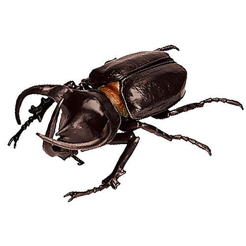 Konchu no Mori Sugoize! Beetle Daikenkyu! [8.Atlas beetle (Brown)]