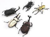 Insects Hunter Kabutomushi x Kuwagata 2021(Beetles x Stag Beetle) [All 5 type set(Full Complete)]