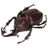 Konchu no Mori Hakken! Phantom Satanas beetle [6.Beetle (brown)]