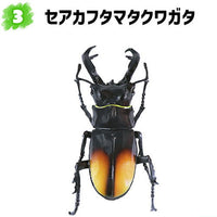 Konchuu Hunter Rhinoceros Beetle x Stag Beetle 2023 [3.Fighting stag beetle]