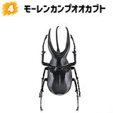 Konchuu Hunter Rhinoceros Beetle x Stag Beetle 2023 [4.Moellenkampi beetle]