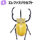 Konchuu Hunter Rhinoceros Beetle x Stag Beetle 2023 [5.Elephant beetle]