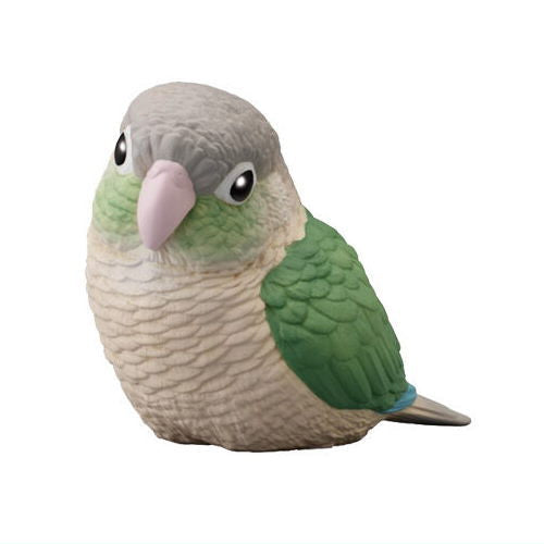 Tenori Friends Part.10 [4.Conure Blue Cinnamon]