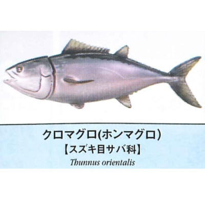 Primary color saltwater fish Illustrated Book [1.Kuromaguro (Honmaguro)]