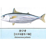 Primary color saltwater fish Illustrated Book [2.Katsuo]