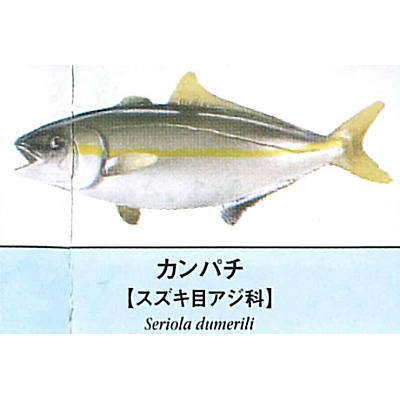 Primary color saltwater fish Illustrated Book [3.Kanpachi]