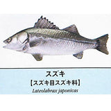 Primary color saltwater fish Illustrated Book [4.Suzuki]