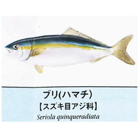 Primary color saltwater fish Illustrated Book [5.Buri (Hamachi)]