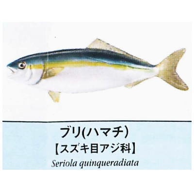 Primary color saltwater fish Illustrated Book [5.Buri (Hamachi)]