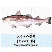 Primary color saltwater fish Illustrated Book [6.Suketoudara]