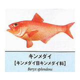 Primary color saltwater fish Illustrated Book [9.Kinmedai]