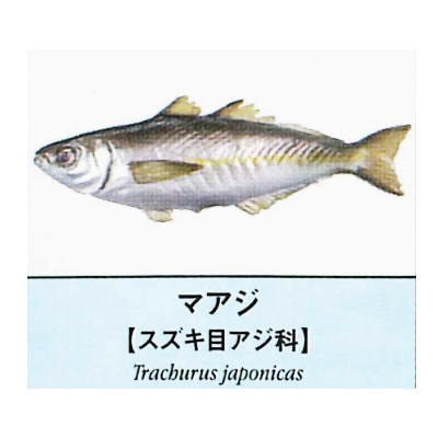 Primary color saltwater fish Illustrated Book [10.Maaji]